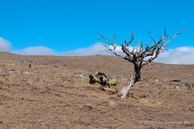 20091101_141320 D300.jpg - A lone Koaia tree, Hawaii